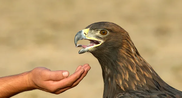 Águila dorada y mano — Foto de Stock