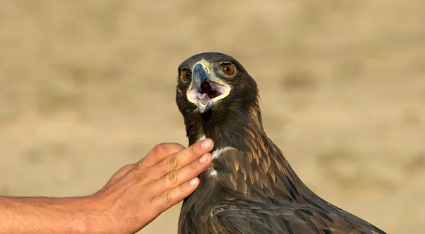 Golden Eagle and hand — Stock Photo, Image