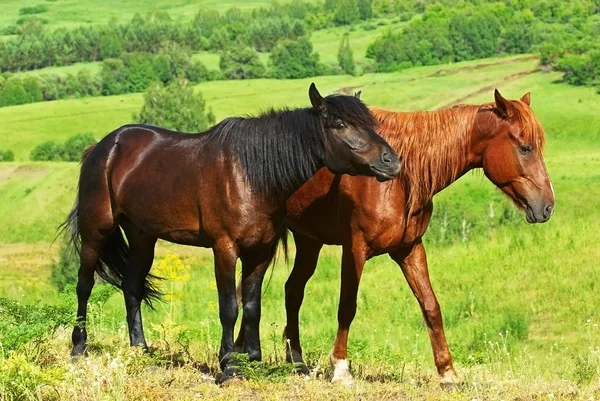 Dos caballos. — Foto de Stock