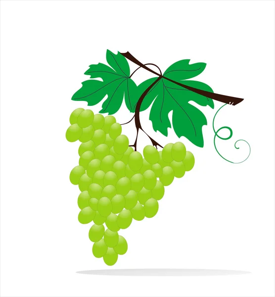 Grapes cluster — Stock Vector