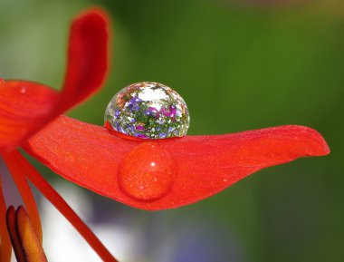 Water drop on red flower petal clipart