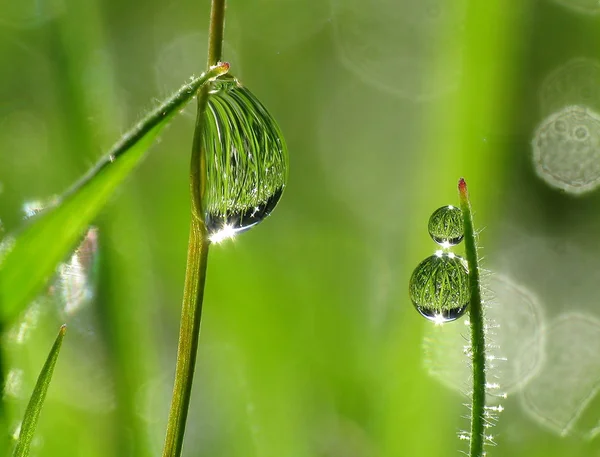 Gotas de rocío matutino sobre hierba — Foto de Stock