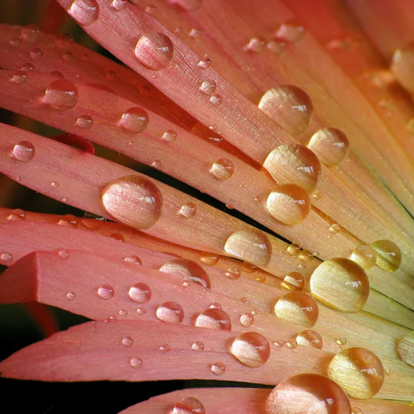 Wassertropfen auf bunte Blume Stockbild