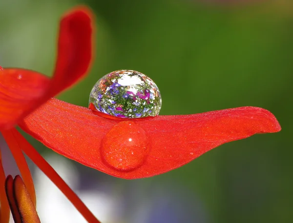 Wassertropfen auf rotem Blütenblatt Stockbild