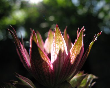 Flower bowl of sunlight clipart