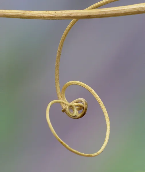 Heart shaped vine — Stock Photo, Image