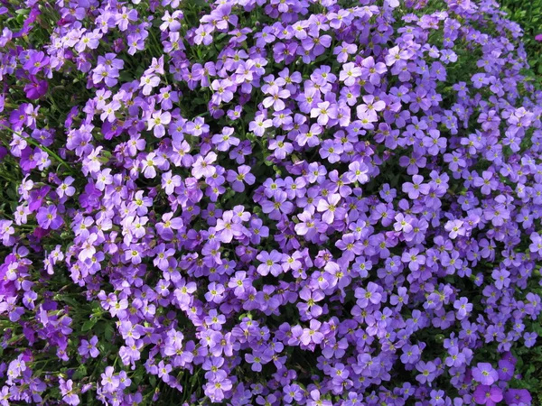 Massa van paarse bloemen Stockfoto