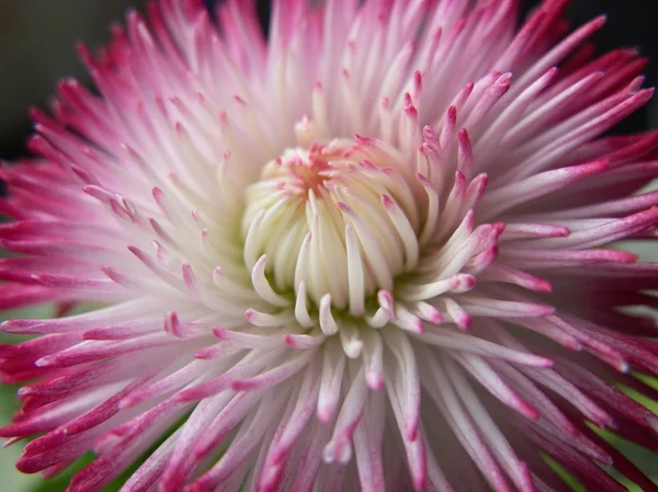 Sedmikráska květ, otevření Royalty Free Stock Obrázky