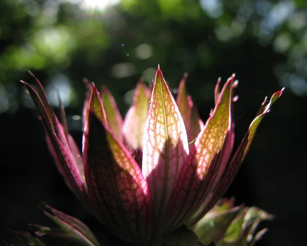 Blumenschale aus Sonnenlicht Stockbild