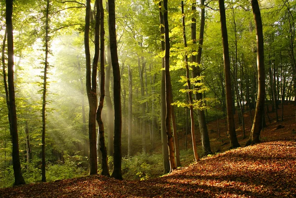 Matin en forêt — Photo