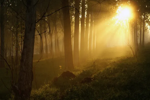 Mistik orman Telifsiz Stok Fotoğraflar