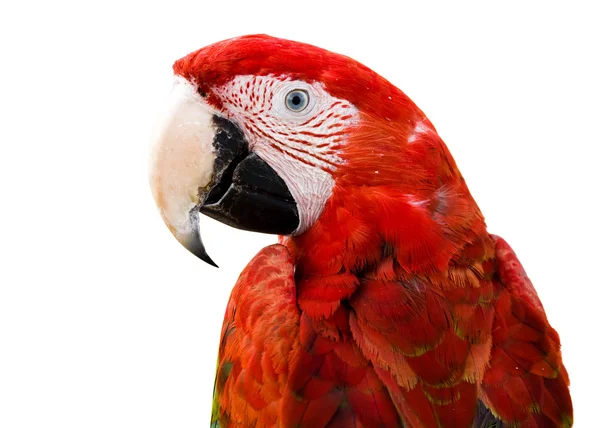 Perroquet rouge — Photo