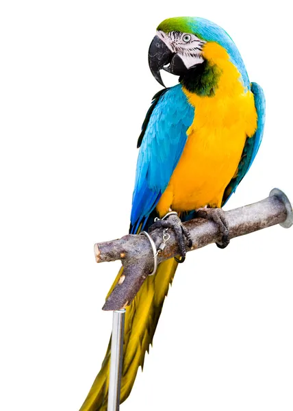 Kleurrijke parrot — Stockfoto