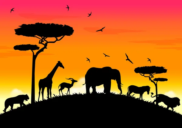 África puesta de sol — Vector de stock