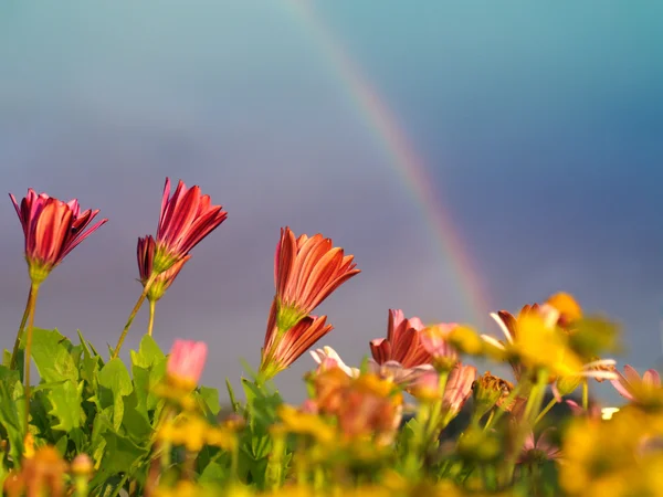 Kwiaty i tęczy — Zdjęcie stockowe