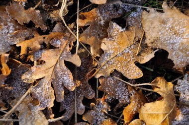 Frost'un üzerinde sonbahar yaprakları