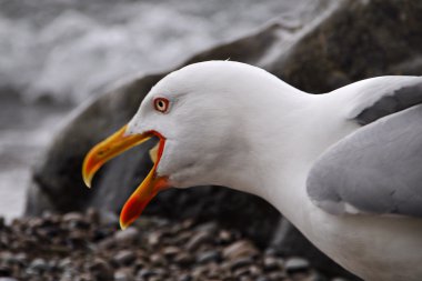 Sea Bird portre