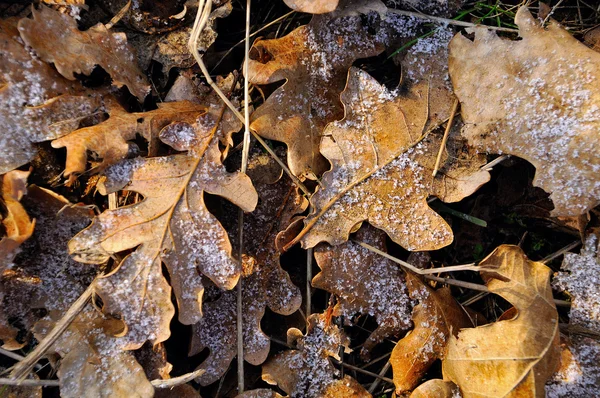 Мороз на осенних листьях — стоковое фото