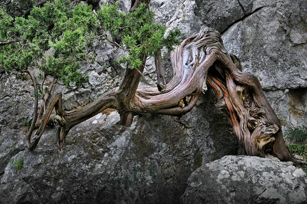 stock image Tree on the Seven Winds