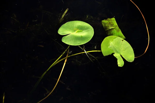 Green leaf in water lilies — Stock Photo, Image