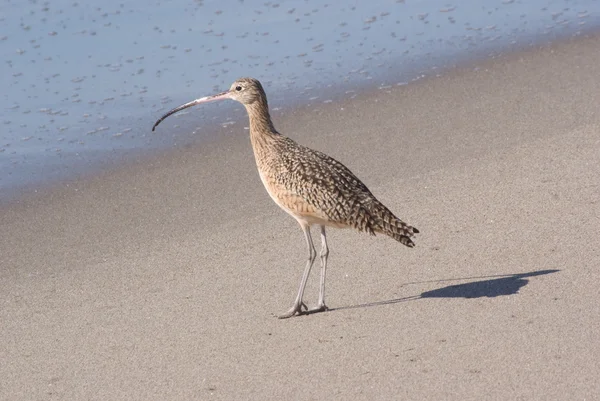 stock image Long-Billed Curlew on Sandy Beach