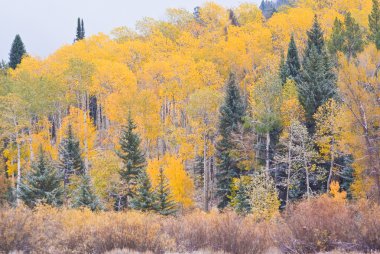 Aspens Güz