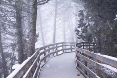 Winter Forest Boardwalk clipart