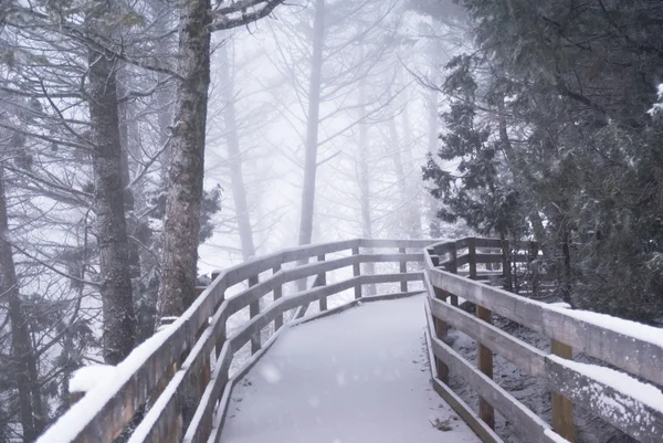 Winter Forest Boardwalk — Stockfoto