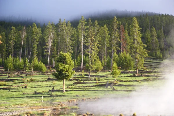 Wald eingerahmt von Dampf und Nebel — Stockfoto