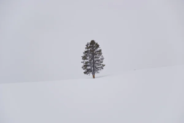 Pinheiro solitário sobre branco — Fotografia de Stock