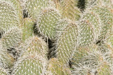 Prickly Pear Spines clipart