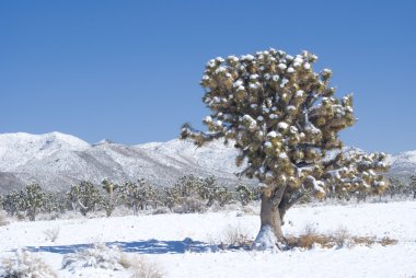Joshua Tree Sentinel in Desert Snow
