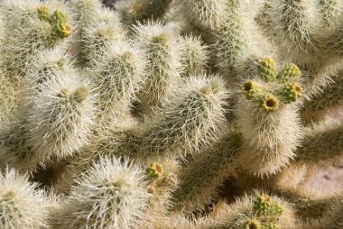 Cholla Spines Close-up clipart