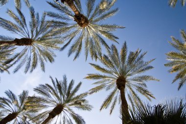 Date Palms Above clipart