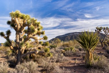 Josuha Trees nad Wispy Desert Clouds 3 clipart