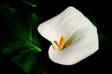 One White Lily clipart