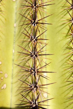 Cactus Spines clipart