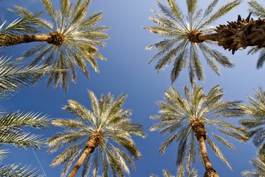 Luminous Date Palm Grove clipart