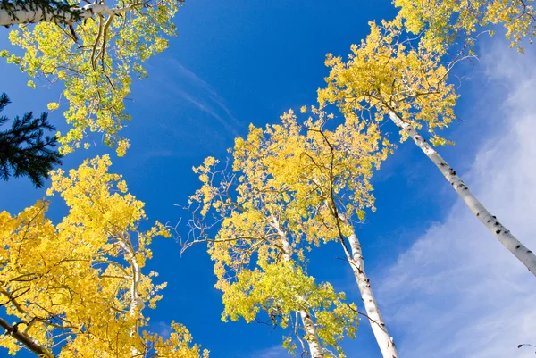 Őszi aspen és a kék ég — Stock Fotó