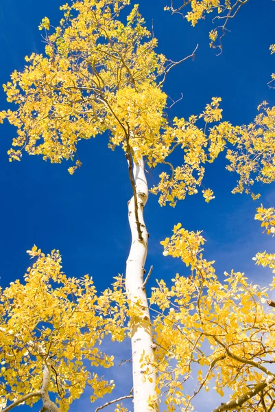 Sonbahar aspen ve mavi gökyüzü — Stok fotoğraf