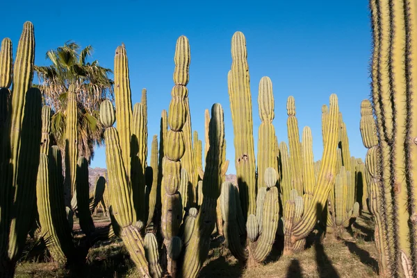 Sonoran κάκτων ερήμων — Φωτογραφία Αρχείου