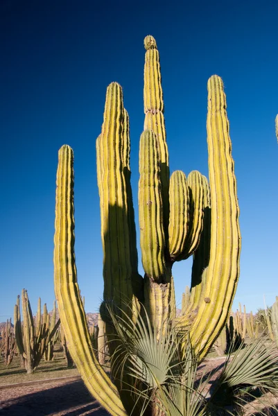 Sentinelle di Cactus di sera — Foto Stock