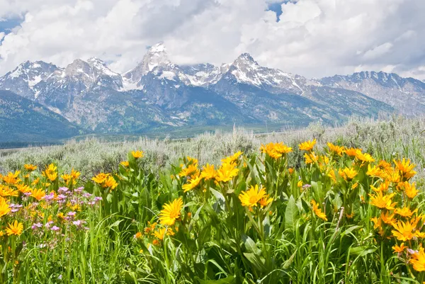 Vadvirágok és a teton-hegység — Stock Fotó