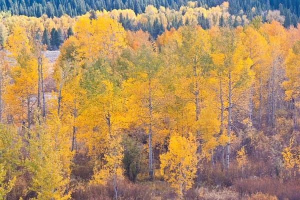 Teton cor do outono — Fotografia de Stock