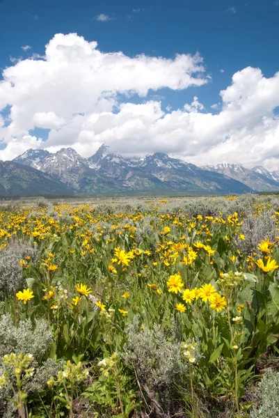 Wildflowers and Teton Mountains — Stock Photo, Image