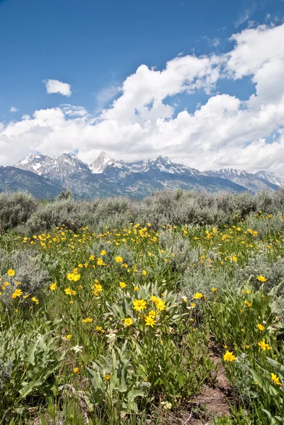 野の花とティトン山脈 — ストック写真