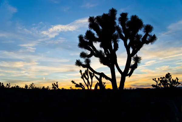 Iconic Joshua Tree at Sunset — Stock Photo, Image