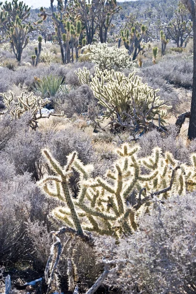 莫哈韦沙漠植物 1 — 图库照片