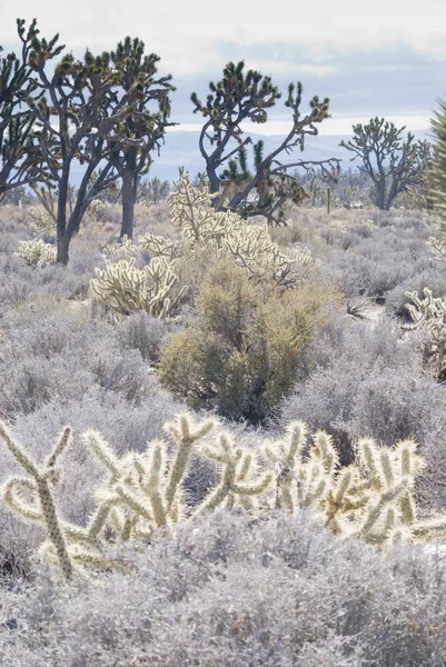 Mojaveöknen botanicals 2 — Stockfoto