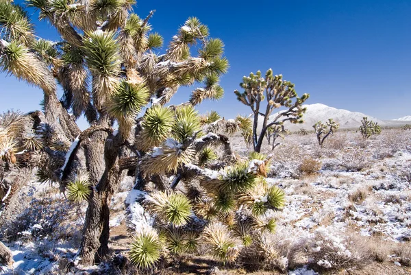 Mojave Joshua Tree — Stock Photo, Image